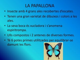 LA PAPALLONA
• Insecte amb 4 grans ales recobertes d’escates.
• Tenen una gran varietat de dibuixos i colors a les
ales.
• La seva boca és xucladora i s’anomena
espiritrompa.
• Ulls compostos i 2 antenes de diverses formes.
• Té 6 potes primes utilitzades per equilibrar-se
damunt les flors.
 