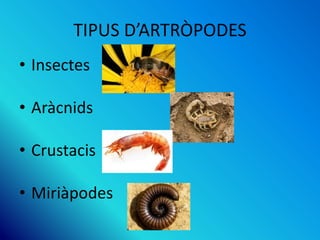 TIPUS D’ARTRÒPODES
• Insectes
• Aràcnids
• Crustacis
• Miriàpodes
 