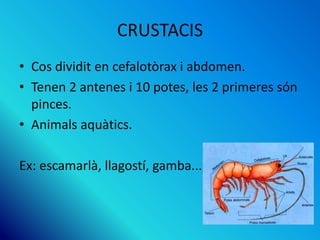 CRUSTACIS
• Cos dividit en cefalotòrax i abdomen.
• Tenen 2 antenes i 10 potes, les 2 primeres són
pinces.
• Animals aquàtics.
Ex: escamarlà, llagostí, gamba...
 