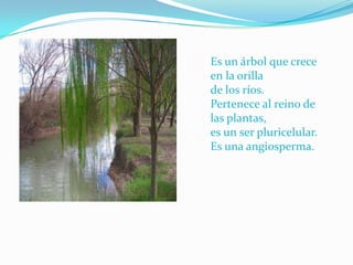 Es un árbol que crece
en la orilla
de los ríos.
Pertenece al reino de
las plantas,
es un ser pluricelular.
Es una angiosperma.