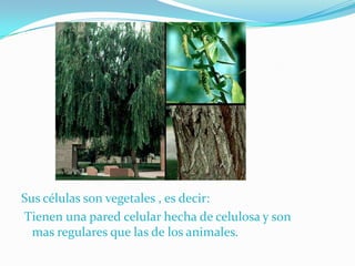 Sus células son vegetales , es decir:
Tienen una pared celular hecha de celulosa y son
mas regulares que las de los animales.
