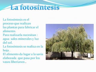 La fotosíntesis es el
proceso que realizan
las plantas para fabricar el
alimento.
Para realizarla necesitan :
agua sales minerales y luz
del sol.
La fotosíntesis se realiza en la
hoja .
El alimento da lugar a la savia
elaborada que pasa por los
vasos liberianos .
