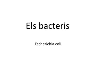 Els bacteris Escherichia coli 