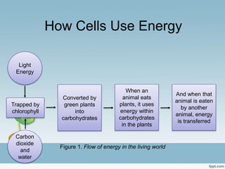 ELS_Bioenergetics.pptx