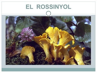 EL ROSSINYOL
 
