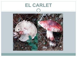 EL CARLET
 