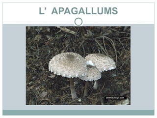 L’ APAGALLUMS
 