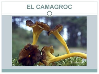 EL CAMAGROC
 