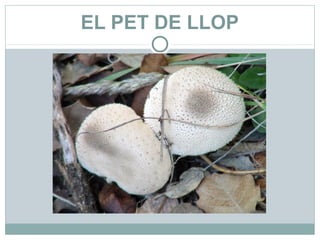 EL PET DE LLOP
 