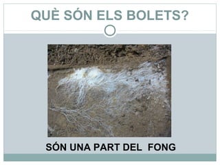 QUÈ SÓN ELS BOLETS?




 SÓN UNA PART DEL FONG
 