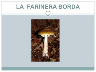 LA FARINERA BORDA
 