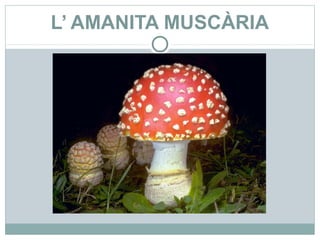 L’ AMANITA MUSCÀRIA
 