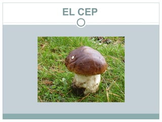 EL CEP
 