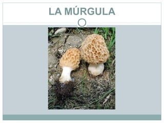 LA MÚRGULA
 