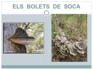 ELS BOLETS DE SOCA
 