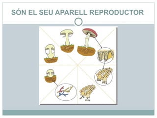 SÓN EL SEU APARELL REPRODUCTOR
 