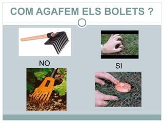 COM AGAFEM ELS BOLETS ?




    NO          SI
 