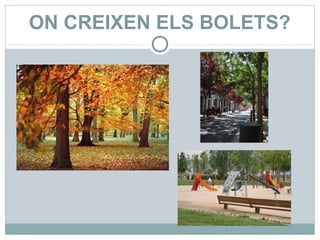 ON CREIXEN ELS BOLETS?
 