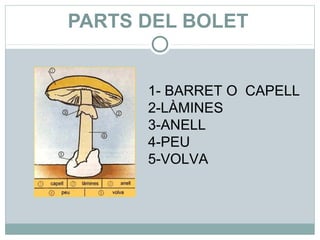 PARTS DEL BOLET


      1- BARRET O CAPELL
      2-LÀMINES
      3-ANELL
      4-PEU
      5-VOLVA
 