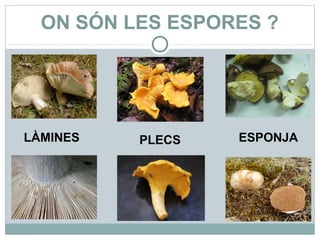 ON SÓN LES ESPORES ?




LÀMINES   PLECS   ESPONJA
 