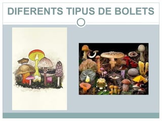 DIFERENTS TIPUS DE BOLETS
 