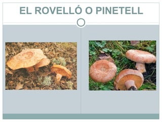 EL ROVELLÓ O PINETELL
 
