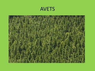 AVETS
 