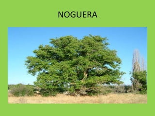 NOGUERA
 