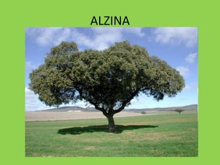 ALZINA
 
