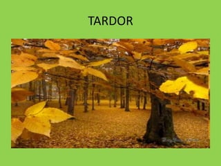 TARDOR
 