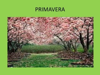 PRIMAVERA
 