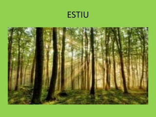 ESTIU
 