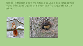 També hi trobem petits mamífers que viuen als arbres com la
marta o l’esquirol, que s’alimenten dels fruits que troben als
arbres.
 