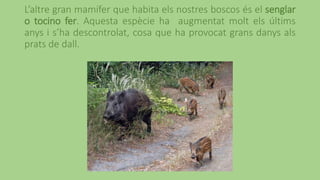 L’altre gran mamífer que habita els nostres boscos és el senglar
o tocino fer. Aquesta espècie ha augmentat molt els últims
anys i s’ha descontrolat, cosa que ha provocat grans danys als
prats de dall.
 