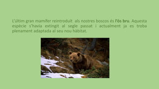 L’últim gran mamífer reintroduït als nostres boscos és l’ós bru. Aquesta
espècie s’havia extingit al segle passat i actualment ja es troba
plenament adaptada al seu nou hàbitat.
 