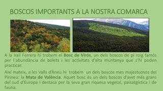 BOSCOS IMPORTANTS A LA NOSTRA COMARCA
A la Vall Ferrera hi trobem el Bosc de Virós, un dels boscos de pi roig famós
per l`abundància de bolets i les activitats d’alta muntanya que s’hi poden
practicar.
Així mateix, a les Valls d’Àneu hi trobem un dels boscos mes majestuosos del
Pirineu: la Mata de València. Aquet bosc és un dels boscos d’avet més grans
del sud d’Europa i destaca per la seva gran riquesa vegetal, paisatgística i de
fauna.
 