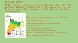 QUÈ ÉS UN BOSC?
El bosc és una formació vegetal dominada per arbres però amb
presència d’arbustos, molsa i líquens. Són ecosistemes rics que
funcionen com a hàbitat d’animals, modulen els fluxos de l’aigua i
conserven el sòl.
Aquet mapa ens mostra tots els tipus de bosc
que hi ha a Catalunya:
Pi negre i avetoses (comarques del nord del principat)
Pi roig (Prepirineu)
Pi pinyer (Serra prelitoral i Montseny)
Alzinars (Serralada prelitoral i litoral central )
Rouredes ( nord-oest de Catalunya i meitat nord del Principat)
Fagedes (petites extensions al Montseny)
 