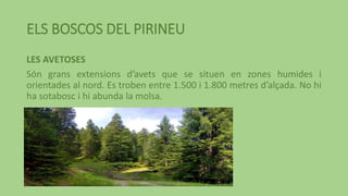ELS BOSCOS DEL PIRINEU
LES AVETOSES
Són grans extensions d’avets que se situen en zones humides i
orientades al nord. Es troben entre 1.500 i 1.800 metres d’alçada. No hi
ha sotabosc i hi abunda la molsa.
 