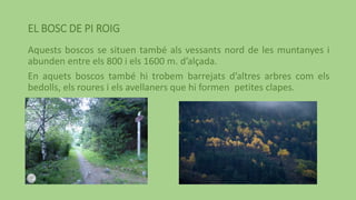 EL BOSC DE PI ROIG
Aquests boscos se situen també als vessants nord de les muntanyes i
abunden entre els 800 i els 1600 m. d’alçada.
En aquets boscos també hi trobem barrejats d’altres arbres com els
bedolls, els roures i els avellaners que hi formen petites clapes.
 