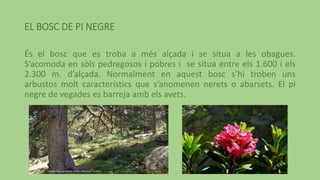 EL BOSC DE PI NEGRE
És el bosc que es troba a més alçada i se situa a les obagues.
S’acomoda en sòls pedregosos i pobres i se situa entre els 1.600 i els
2.300 m. d’alçada. Normalment en aquest bosc s’hi troben uns
arbustos molt característics que s’anomenen nerets o abarsets. El pi
negre de vegades es barreja amb els avets.
 
