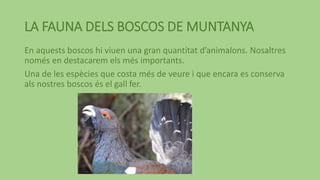 LA FAUNA DELS BOSCOS DE MUNTANYA
En aquests boscos hi viuen una gran quantitat d’animalons. Nosaltres
només en destacarem els més importants.
Una de les espècies que costa més de veure i que encara es conserva
als nostres boscos és el gall fer.
 