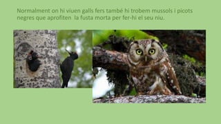 Normalment on hi viuen galls fers també hi trobem mussols i picots
negres que aprofiten la fusta morta per fer-hi el seu niu.
 