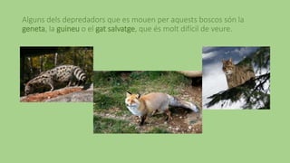 Alguns dels depredadors que es mouen per aquests boscos són la
geneta, la guineu o el gat salvatge, que és molt difícil de veure.
 