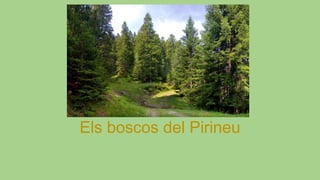Els boscos del Pirineu
 