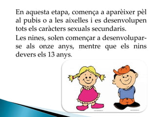 En aquesta etapa, comença a aparèixer pèl
al pubis o a les aixelles i es desenvolupen
tots els caràcters sexuals secundaris.
Les nines, solen començar a desenvolupar-
se als onze anys, mentre que els nins
devers els 13 anys.
 