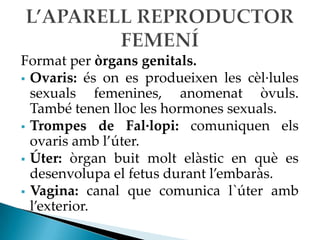 Format per òrgans genitals.
 Ovaris: és on es produeixen les cèl·lules
  sexuals femenines, anomenat òvuls.
  També tenen lloc les hormones sexuals.
 Trompes de Fal·lopi: comuniquen els
  ovaris amb l’úter.
 Úter: òrgan buit molt elàstic en què es
  desenvolupa el fetus durant l’embaràs.
 Vagina: canal que comunica l`úter amb
  l’exterior.
 
