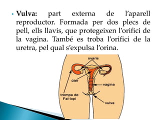    Vulva:       part    externa   de     l’aparell
    reproductor. Formada per dos plecs de
    pell, ells llavis, que protegeixen l’orifici de
    la vagina. També es troba l’orifici de la
    uretra, pel qual s’expulsa l’orina.
 