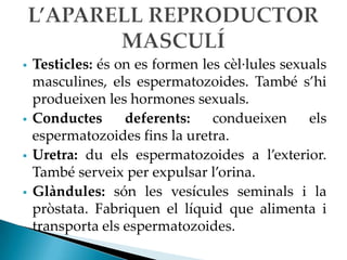    Testicles: és on es formen les cèl·lules sexuals
    masculines, els espermatozoides. També s’hi
    produeixen les hormones sexuals.
   Conductes      deferents:    condueixen      els
    espermatozoides fins la uretra.
   Uretra: du els espermatozoides a l’exterior.
    També serveix per expulsar l’orina.
   Glàndules: són les vesícules seminals i la
    pròstata. Fabriquen el líquid que alimenta i
    transporta els espermatozoides.
 