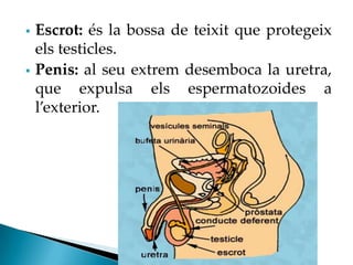    Escrot: és la bossa de teixit que protegeix
    els testicles.
   Penis: al seu extrem desemboca la uretra,
    que expulsa els espermatozoides a
    l’exterior.
 
