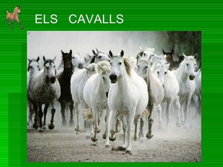 ELS  CAVALLS 